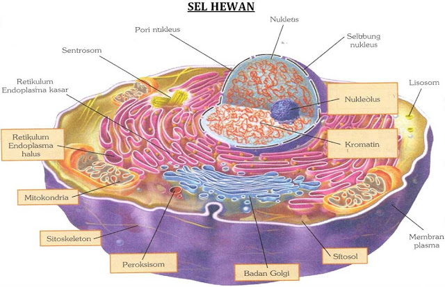 Erfin"s Blog BIOLOGI Sel H E W A N