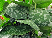 Scindapsus pictus