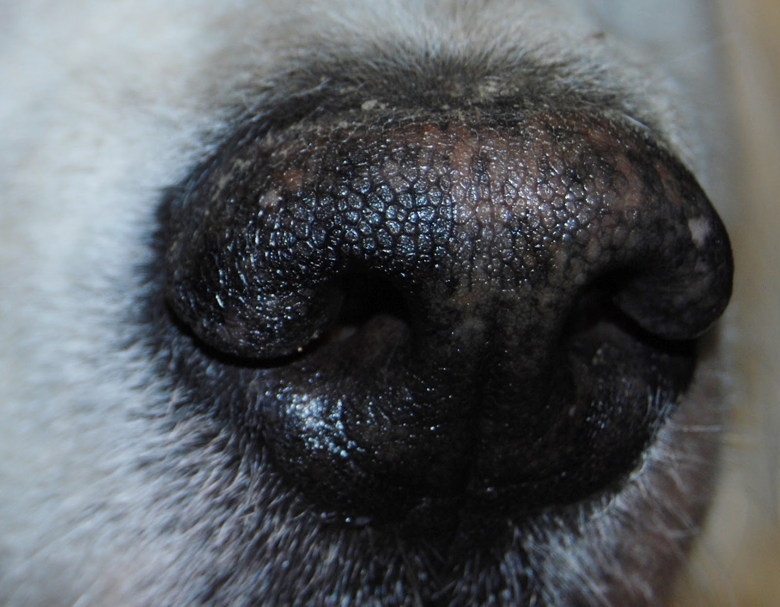Old Friends Senior Dogs a Study of Noses