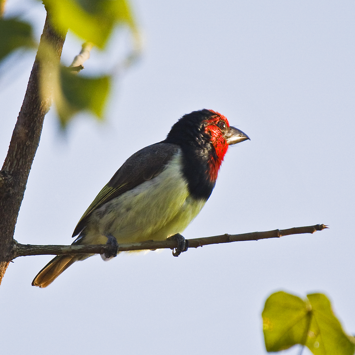 Black Collared Barbet