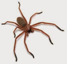 Huntsman Spider Pest Control Wollongong