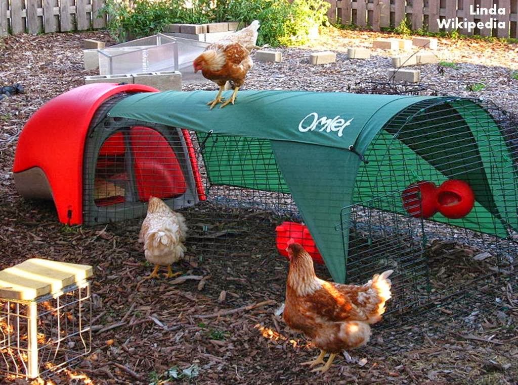 Roots 'n' Shoots The C Files How to raise chickens Housing and Coops
