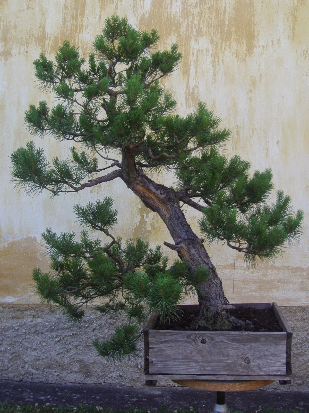 Mamut léto 2014 před