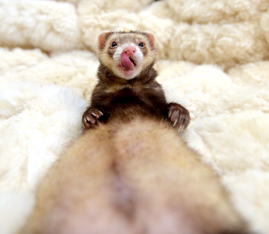 The 20 Cutest Ferret Photos Best Photography, Art, Landscapes and