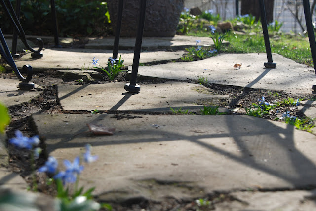 Scilla siberica in the patio. Just a little poker can make a hole enough to tuck them into crevices on the ground or in walls. Scilla siberica in the patio. Just a little poker can make a hole enough to tuck them into crevices on the ground or in walls.