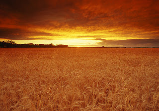 golden-sunset-431x300.jpg