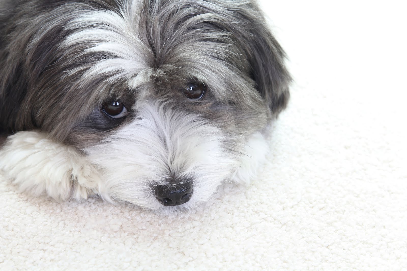 The Best Dog Hair Removal Tips · Triple S Carpet & Drapery Cleaners