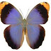 Caligo beltrao