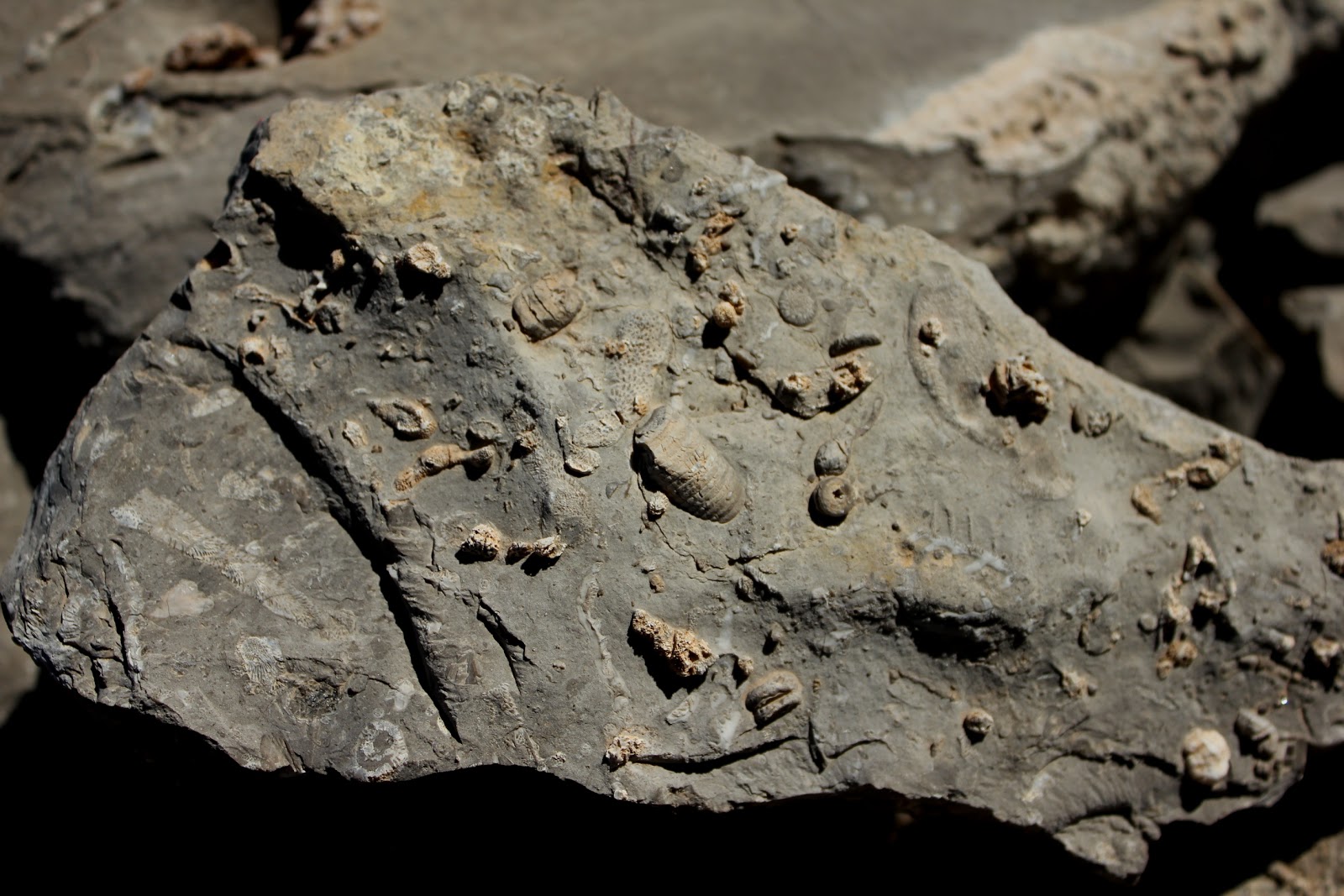 Guadalupe Mountains National Park Desert fossils in the winter The