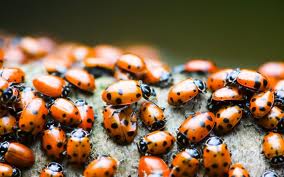 mariquitas venenosas insectos ladybugs piel  granos pueden peligrosas sacar
