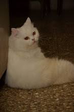 Candid photo of Queen cat Matahari.(Monday 6-2-2012)