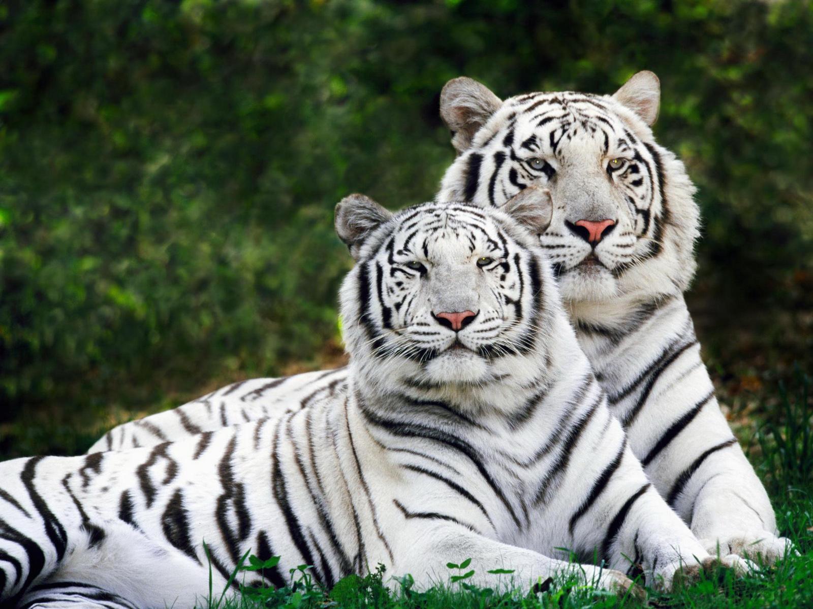 Best White Tiger Wallpapers