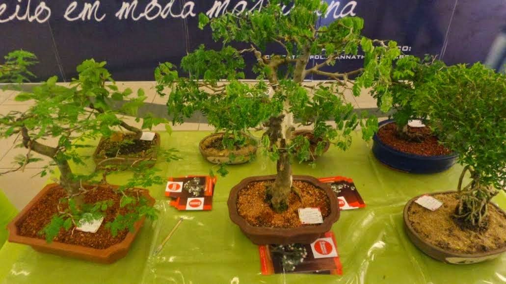plantas cidade jardim: de Notícias: Feira de flores e plantas no Shopping Cidade Jardim plantas cidade jardim: de Notícias: Feira de flores e plantas no Shopping Cidade Jardim