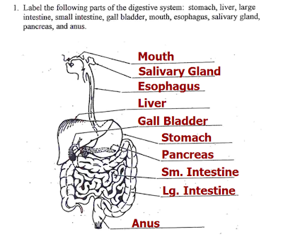 Mrs. Albanese's 7th Grade Science Class: Digestive System