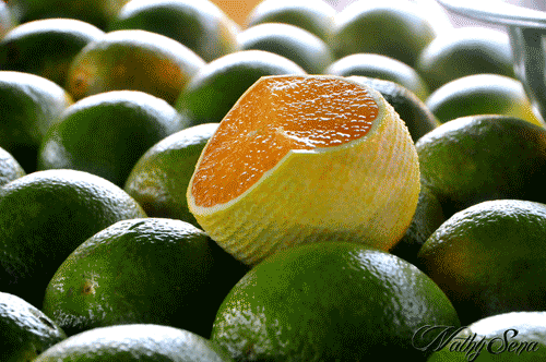 Laranja Laranja