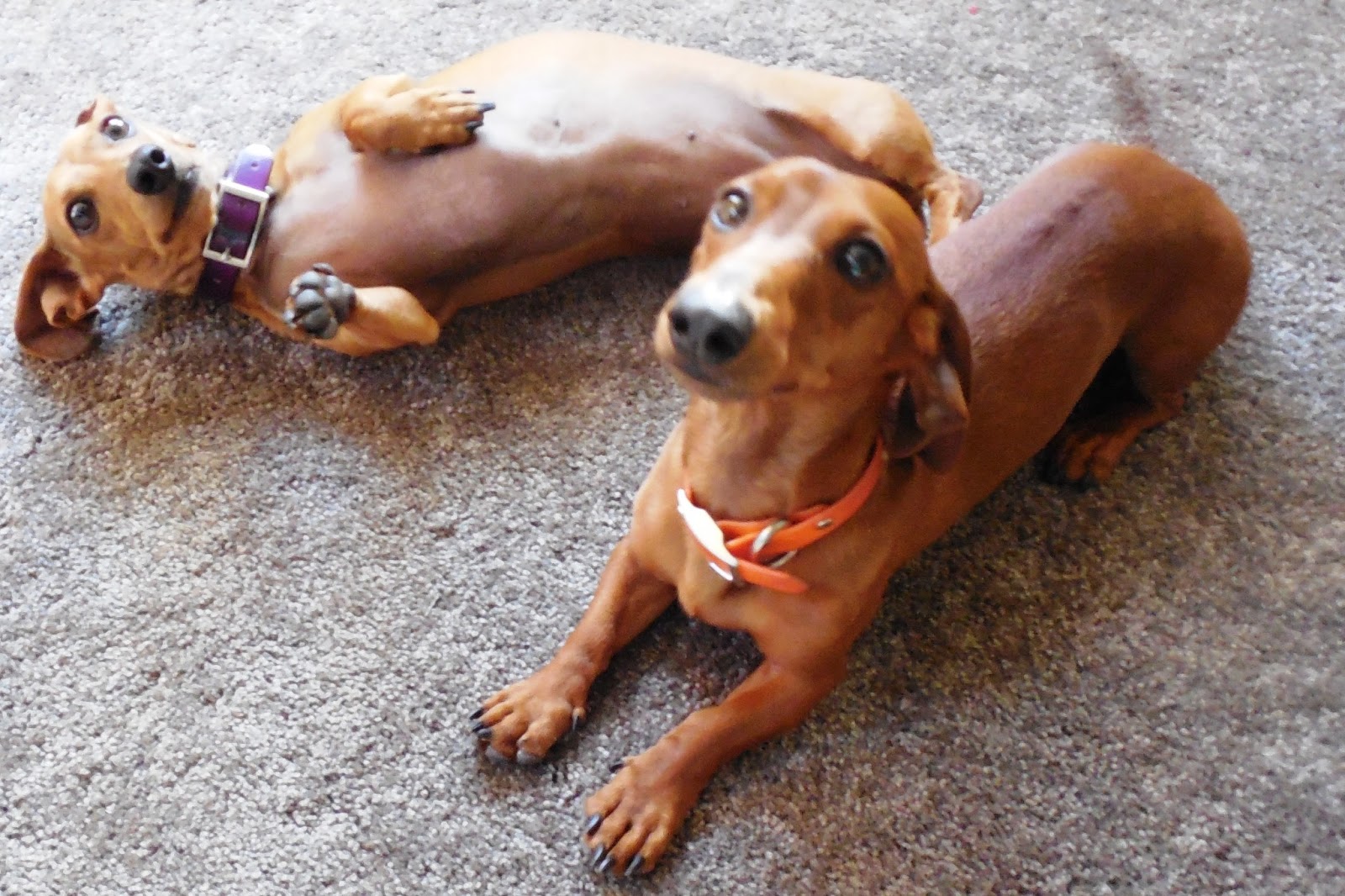 Dachshunds are Hilarious The Nutritionist Reviews