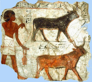 Country Cultures: Ancient Egyptian Farming