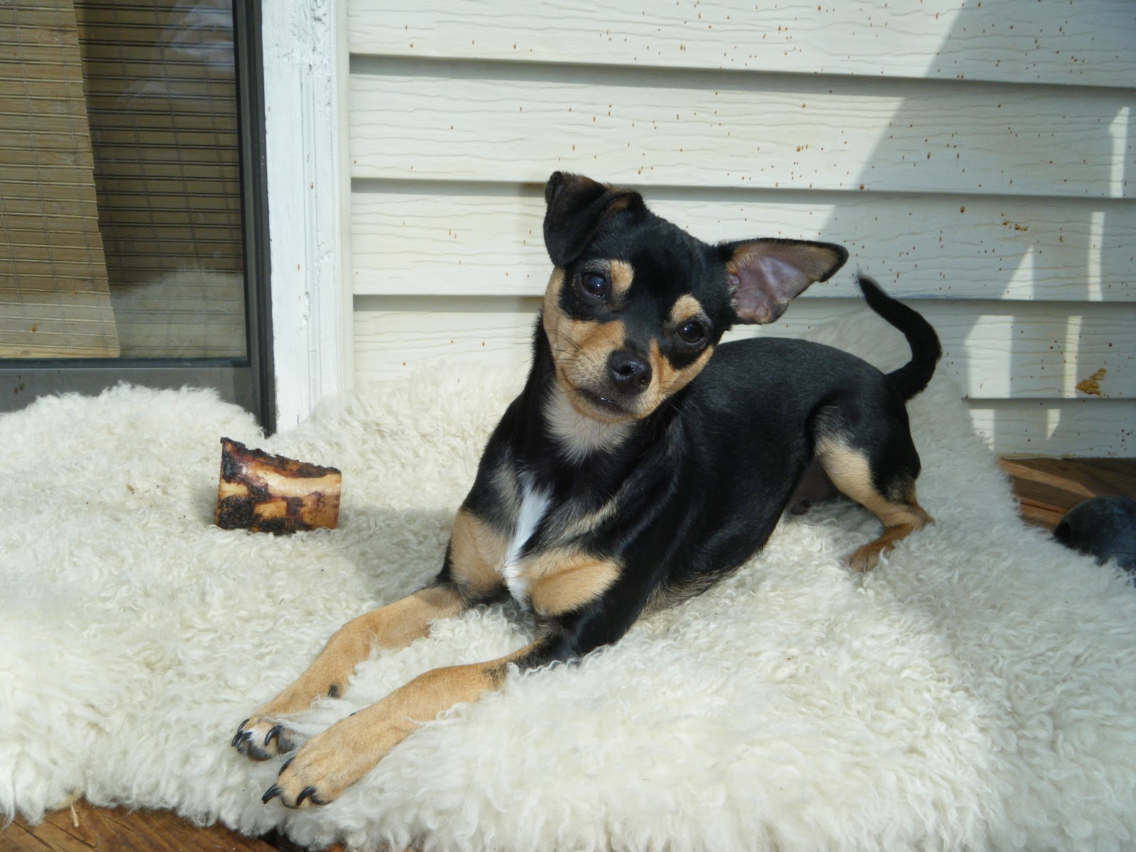life in the dog house: World's Biggest Chihuahua?
