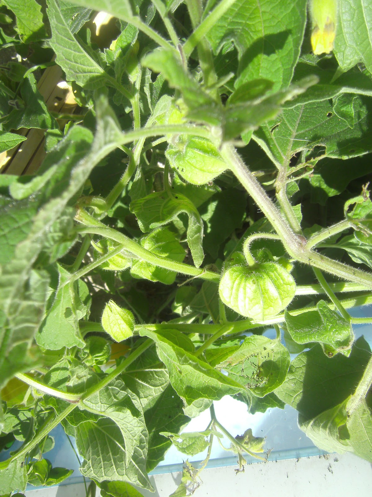 The Green Mommy More Backyard Edibles Wild Tomatillos