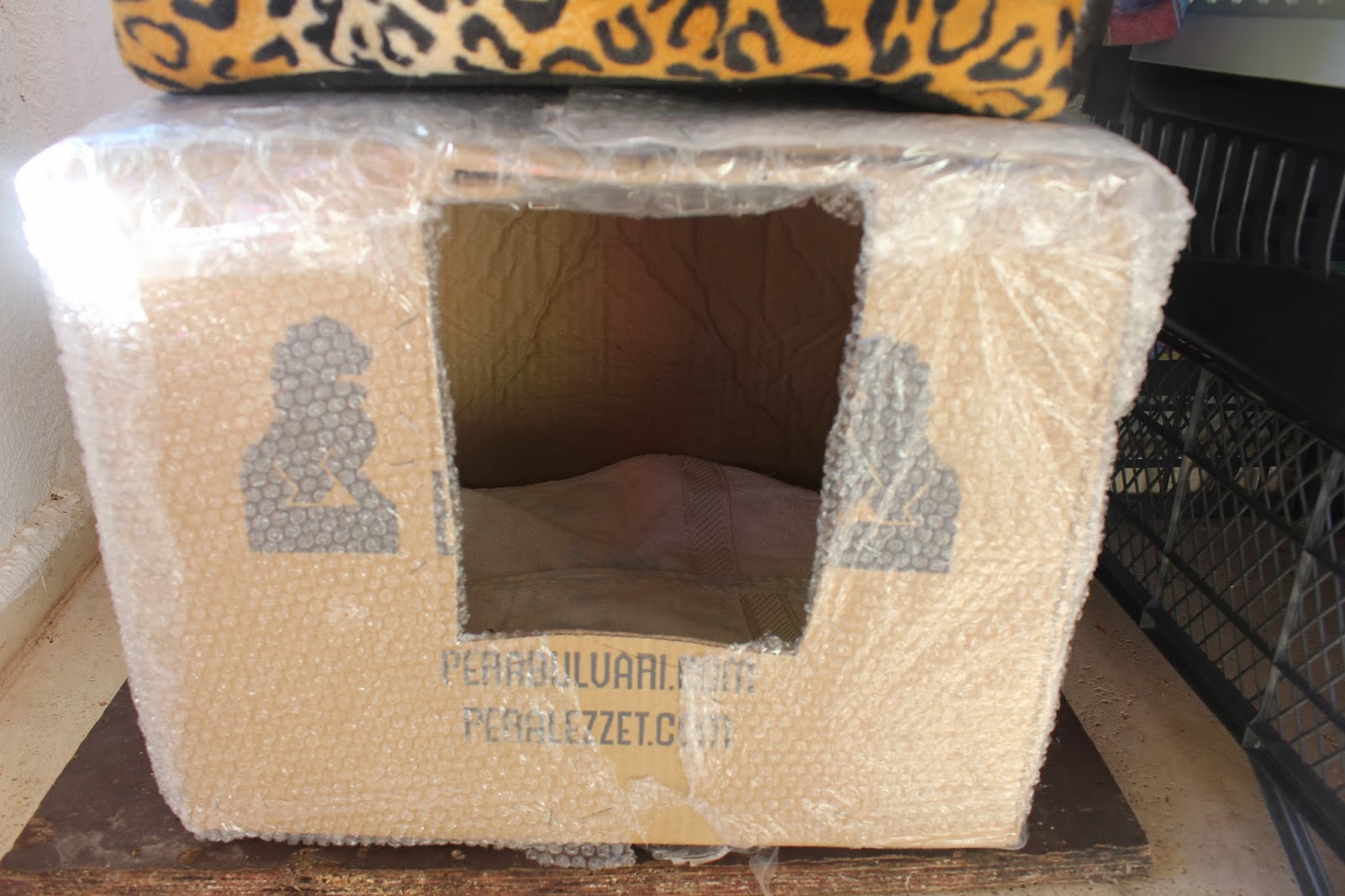 Begonvilli Ev Kedi Evleri İçin Öneriler
