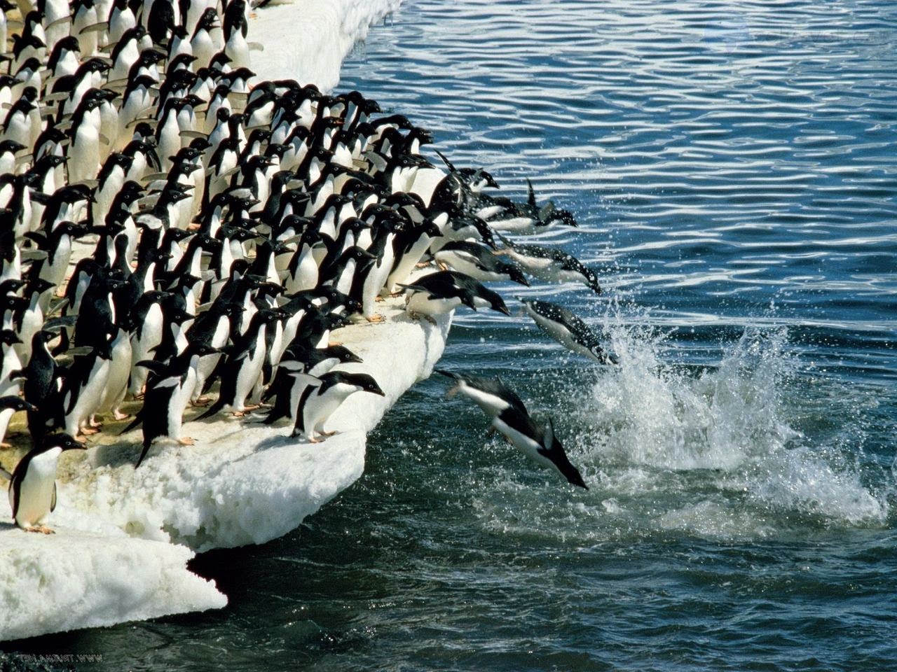 penguin.com essay contest This topic contains 0 replies, has 1 voice, and was last updated by schooladalempay 4 months ago viewing 1 post (of 1 total) author posts november 27, 2017 at 9:53 pm #1343 schooladalempayparticipant click here click here click here click here click here this amazing site, which includes experienced. penguin.com essay contest This topic contains 0 replies, has 1 voice, and was last updated by schooladalempay 4 months ago viewing 1 post (of 1 total) author posts november 27, 2017 at 9:53 pm #1343 schooladalempayparticipant click here click here click here click here click here this amazing site, which includes experienced.