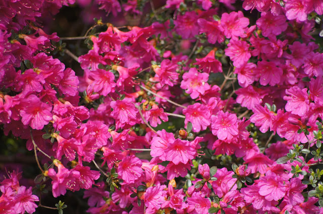 picture of beautiful flowers picture of beautiful flowers