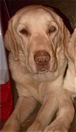 adopt labrador retriever near me