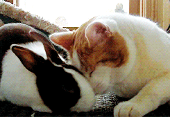 cute-bunny-and-cat-001.gif