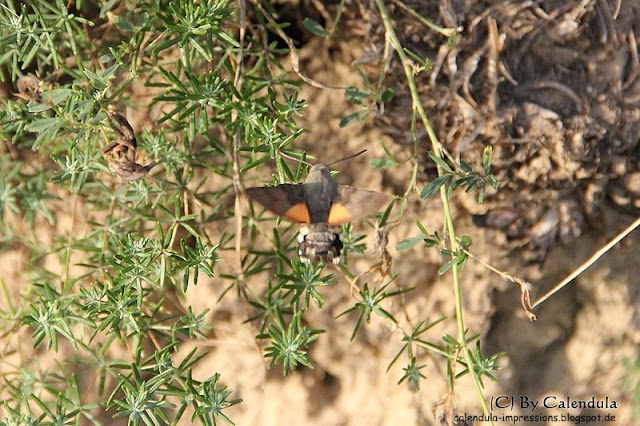 Kaiserstuhl Taubenschwänzchen Taubenschwanz Schmetterling