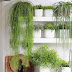 El Rhipsalis, un remedio natural anti-estrés.