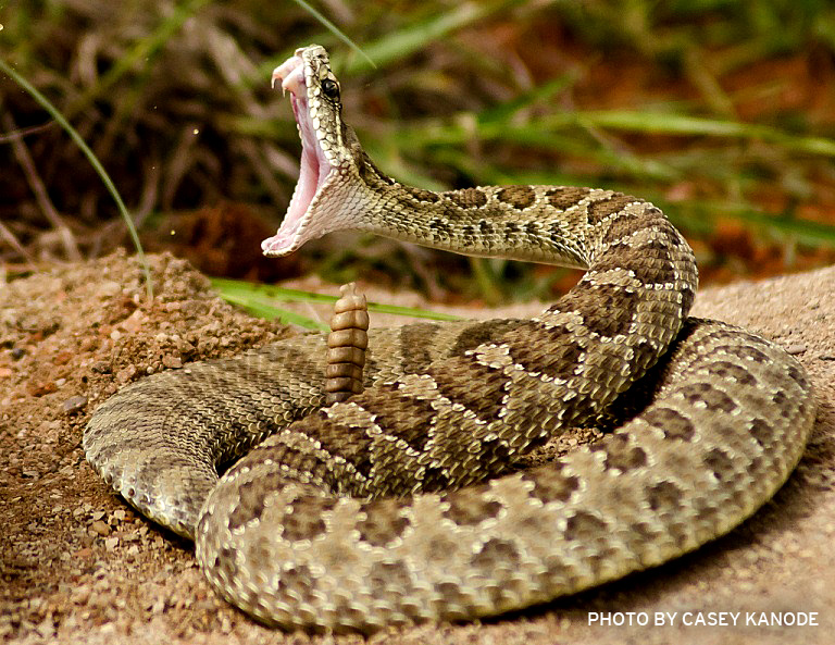 Top 10 Most Dangerous & Venomous Snakes Of The World The Wildlife