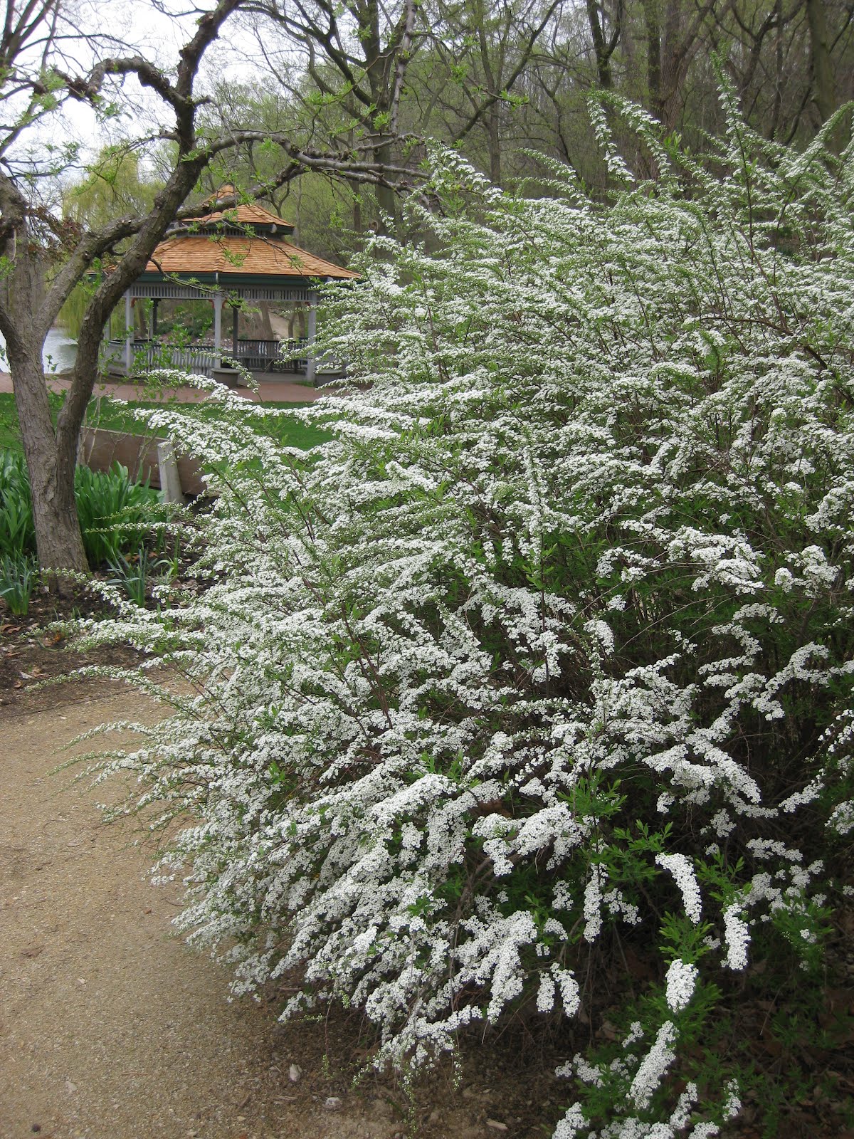 Nadezda S Northern Garden Grefsheim Spirea