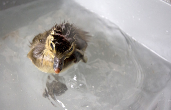 Cute baby mandarin duck swimming, cute baby duck, baby duck pictures