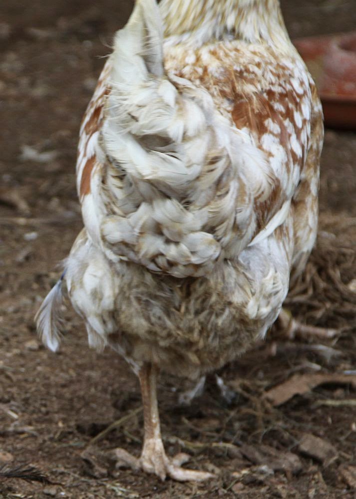 natural chicken keeping molting season fewer eggs and natural chicken keeping molting season fewer eggs and