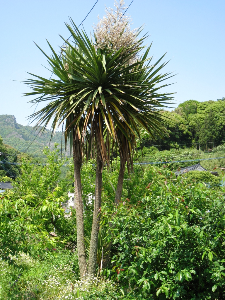 Life in Rural Japan Cabbage tree flower