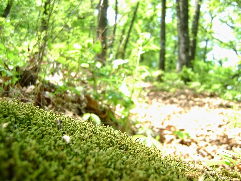 Let's Drink Coffee, Darling Greenleaf State Park (Muskogee, OK)