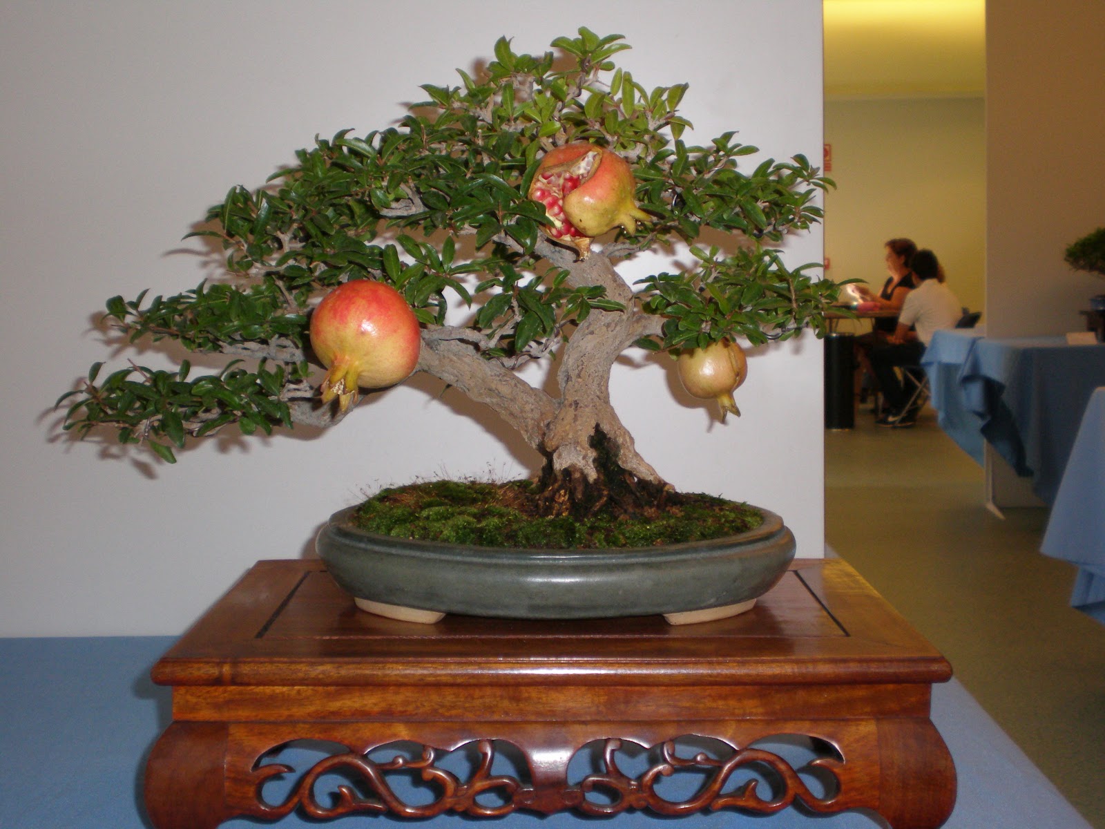 CYD Bonsai madrid 2012