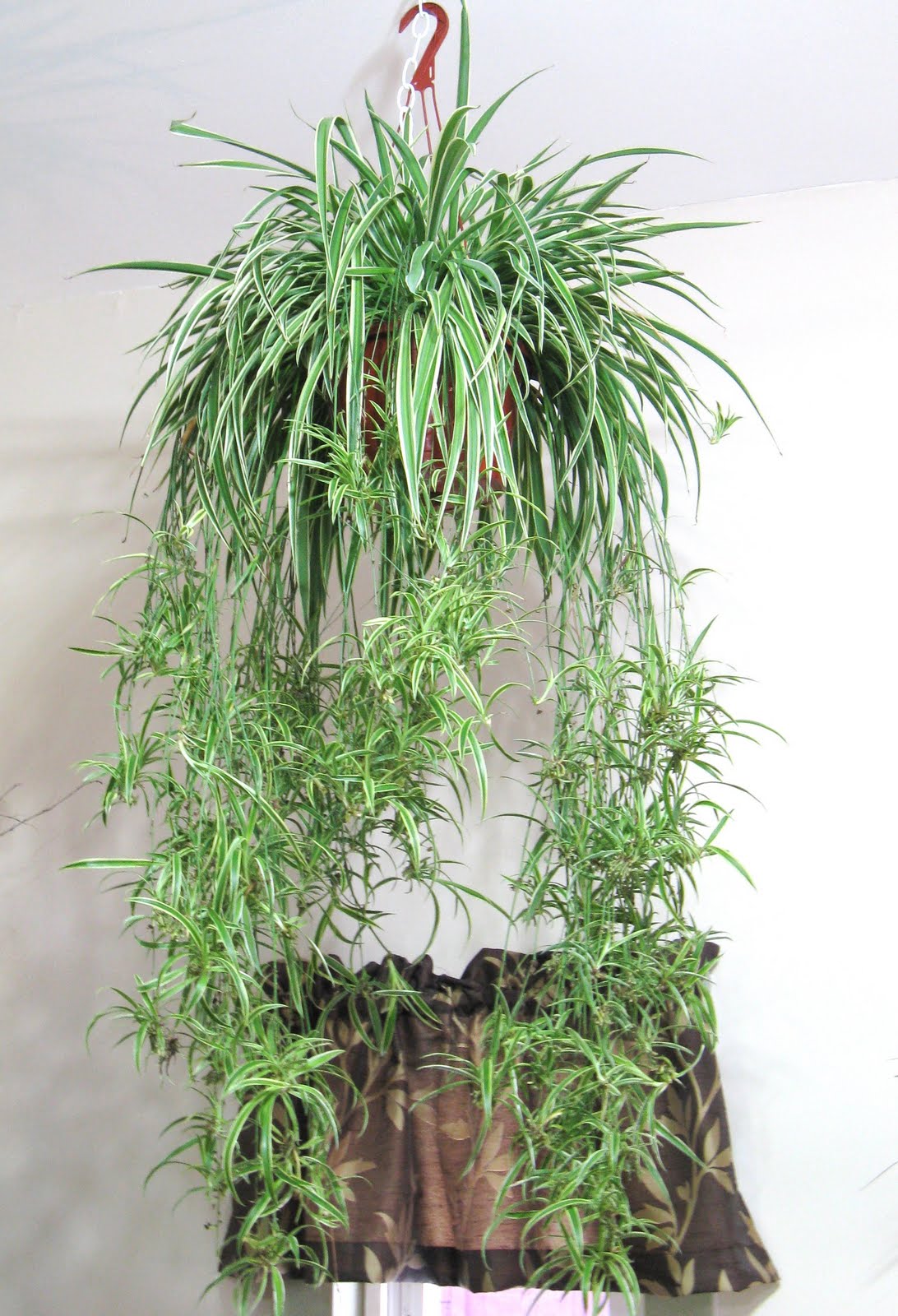 Dowd's Flower Shop: NEW Hanging Plants
