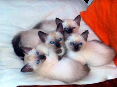 gatito,siames,comportamiento