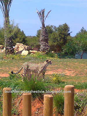 Зоологический сад в Марокко