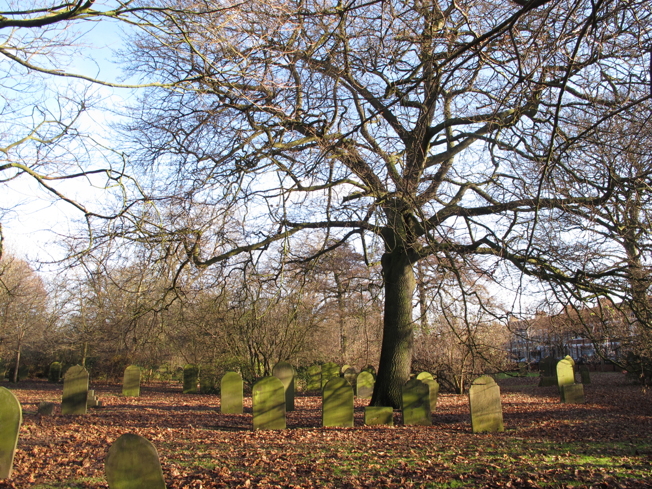 Wild at Hull Old trees in the cemetery