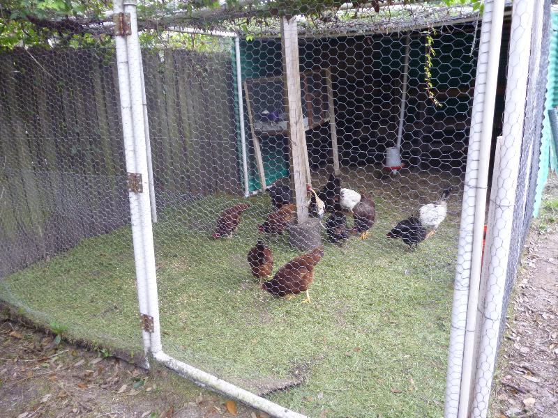 Stealth Survival DIY Homesteading Project PVC Pipe Chicken Coop