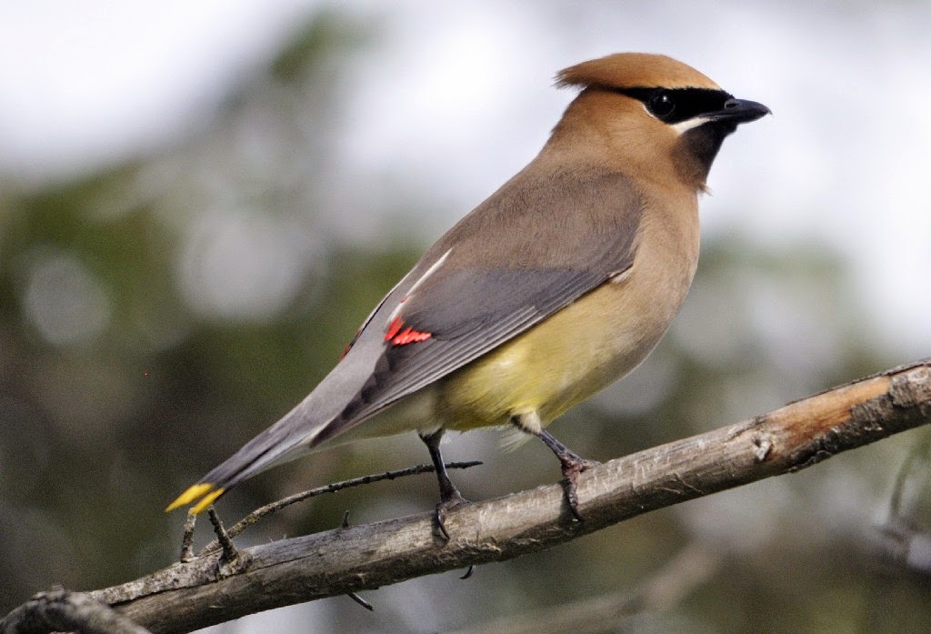 wild birds unlimited photo share cedar waxwing plucks wild birds unlimited photo share cedar waxwing plucks