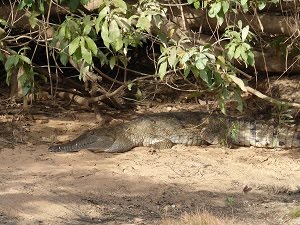 Freshwater crocodile