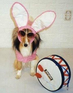 Funny Dog Pictures