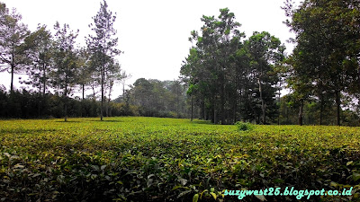 Agrowisata Tanjungsari Wonosobo