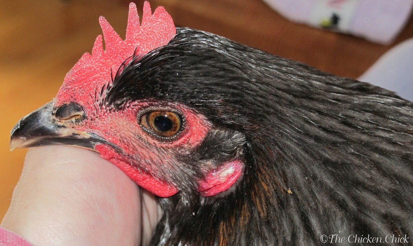 Repairing a Chicken's Broken Beak The Chicken Chick®