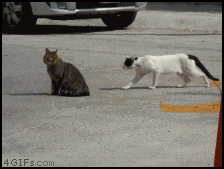 Catfight.gif