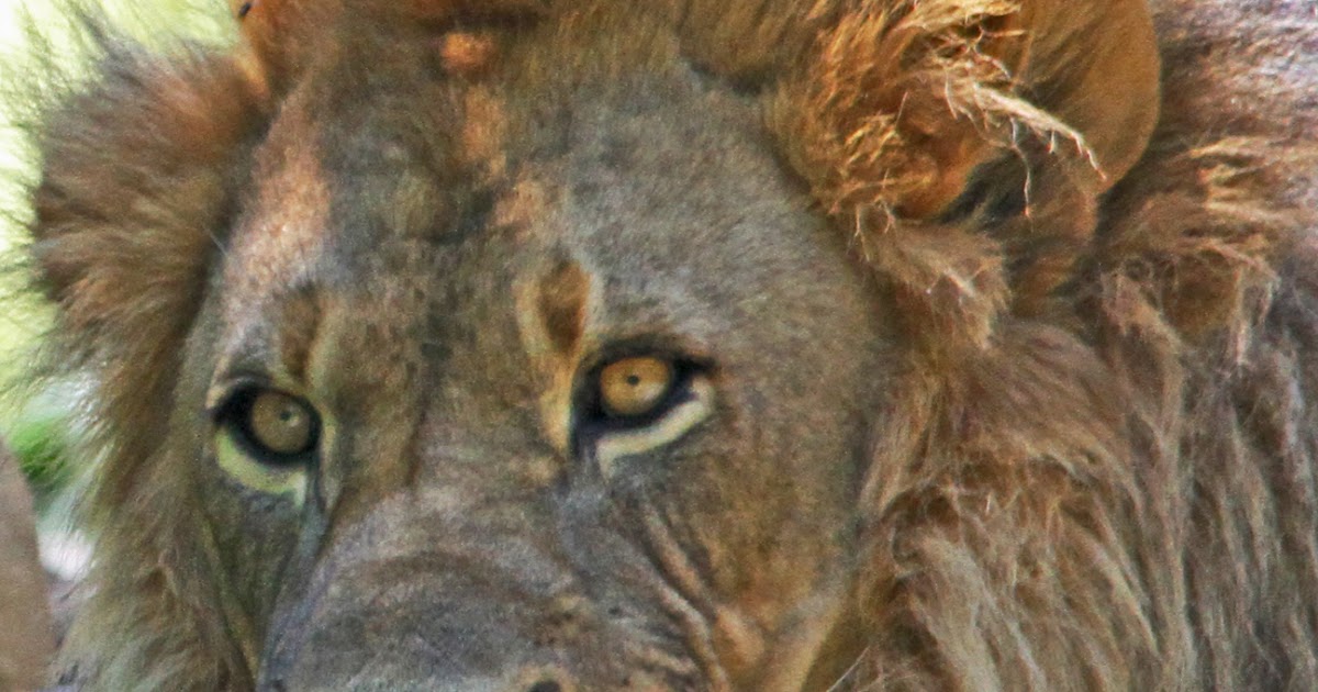 travelswithkathleen For all the Leos in August