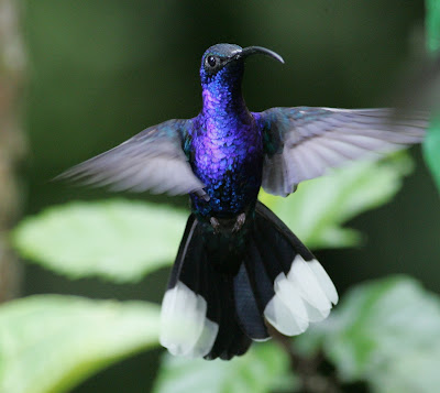 Most Beautiful Birds Most Beautiful Birds